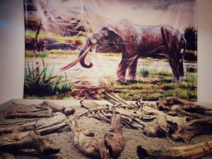 Fosile mastodont la muzeul din Baraolt