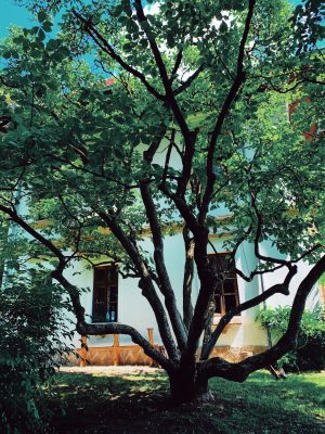 Vila Golescu dincolo de magnolia cea mai bătrână din Câmpulung